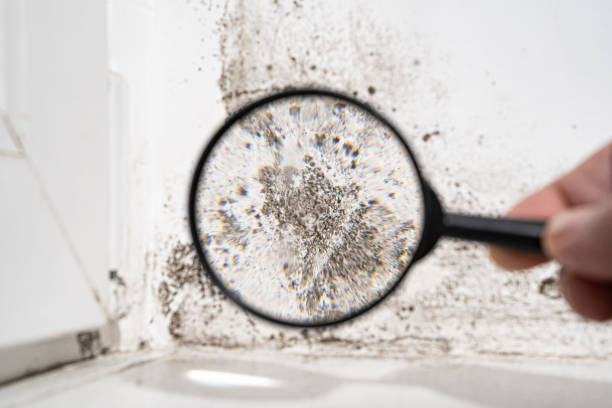  Commerce, GA Mold Prevention & Removal Pros